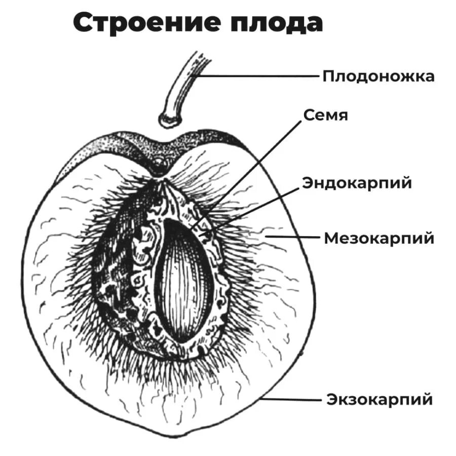 Строение костянки вишни. Строение плода эндокарпий. Околоплодник костянки. Плод костянка в продольном разрезе. Формирование околоплодника