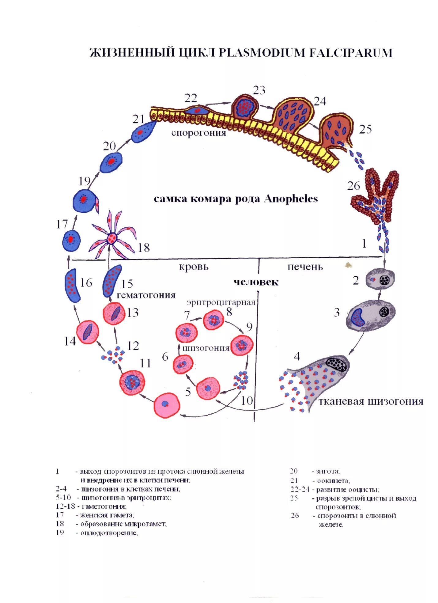 Цикл развития плазмодия малярии схема. Жизненный цикл малярийного плазмодия схема. Жизненный цикл развития малярийного плазмодия схема. Малярия жизненный цикл малярийного плазмодия.