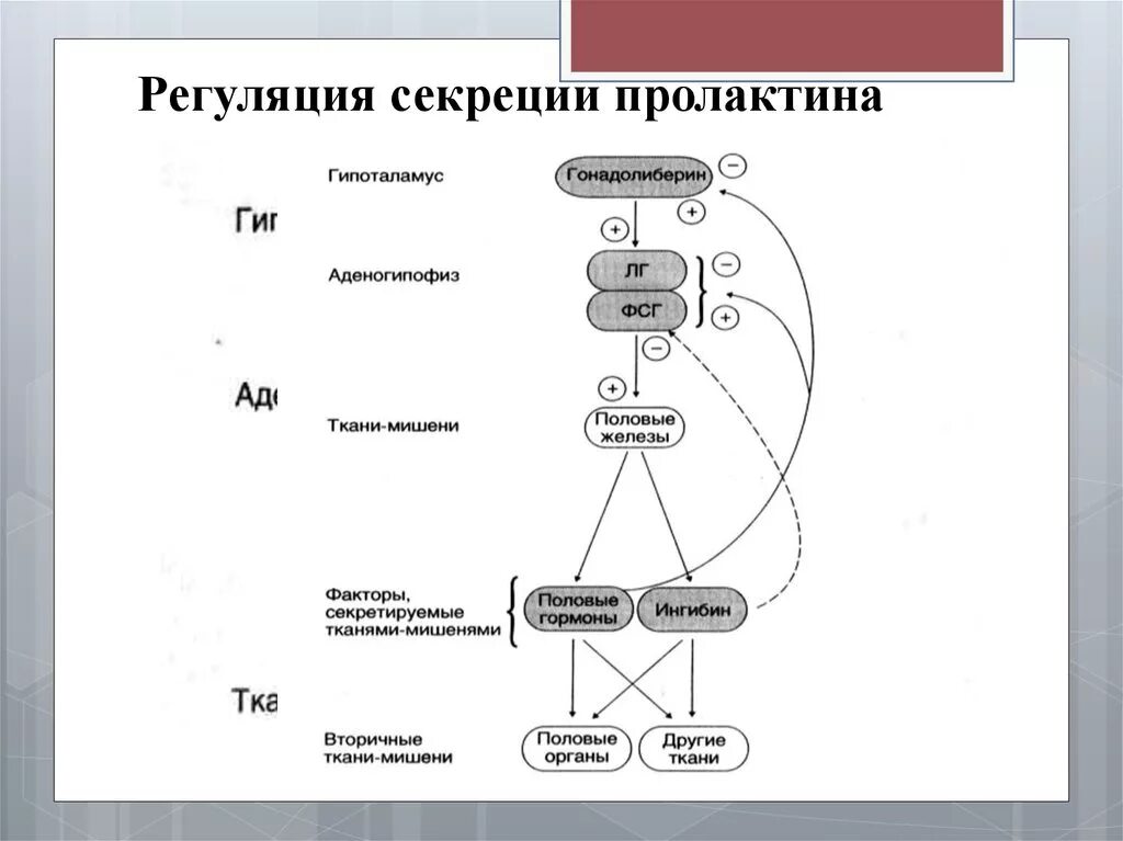 Регуляция секреции пролактина. Схема регуляции пролактина. Механизм синтеза и секреции пролактина. Механизмы регуляции секреции.