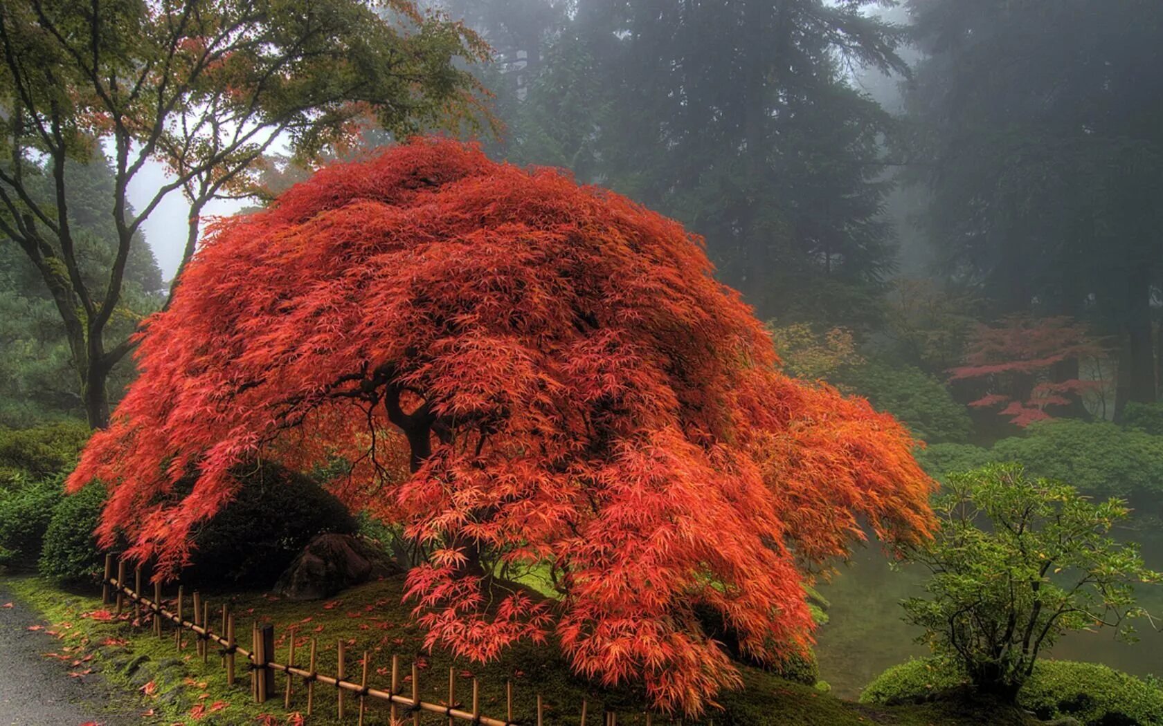 Сон красивые деревья. Клен японский Acer japonicum Thunb.. Клен Гиннала ниваки. Красный клен ниваки. Клен Гиннала в японском саду.
