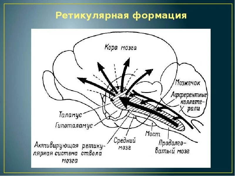 Строение ретикулярной формации схема. Функции ретикулярной формации анатомия. Ретикулярная формация мозгового ствола. Активирующее влияние ретикулярной формации.