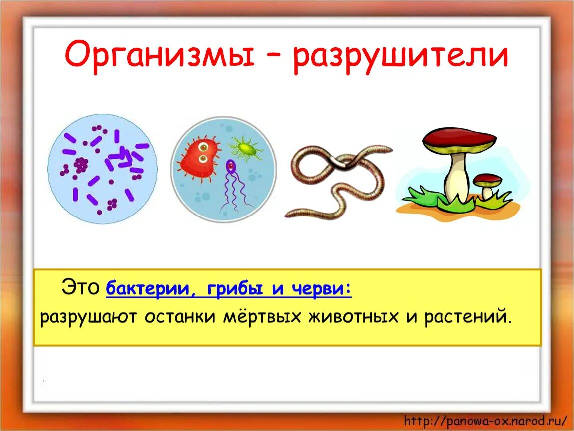 Примеры организмов производителей. Организмы Разрушители организмы потребители. Организмы Разрушители примеры. Потребители Разрушители производители биология. Разрушители в природе примеры.