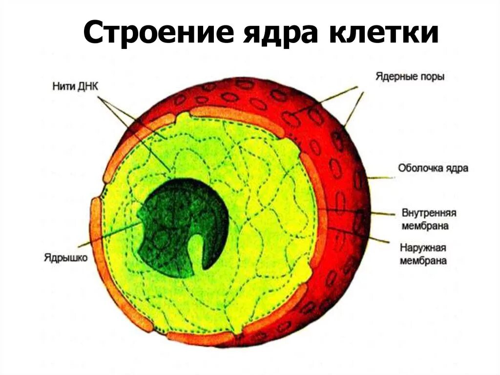 Функции ядрышка в эукариотической клетки. Строение ядрышка ядра клетки. Схема ядра эукариотической клетки. Схема строения ядра клетки. Назовите структуры ядра