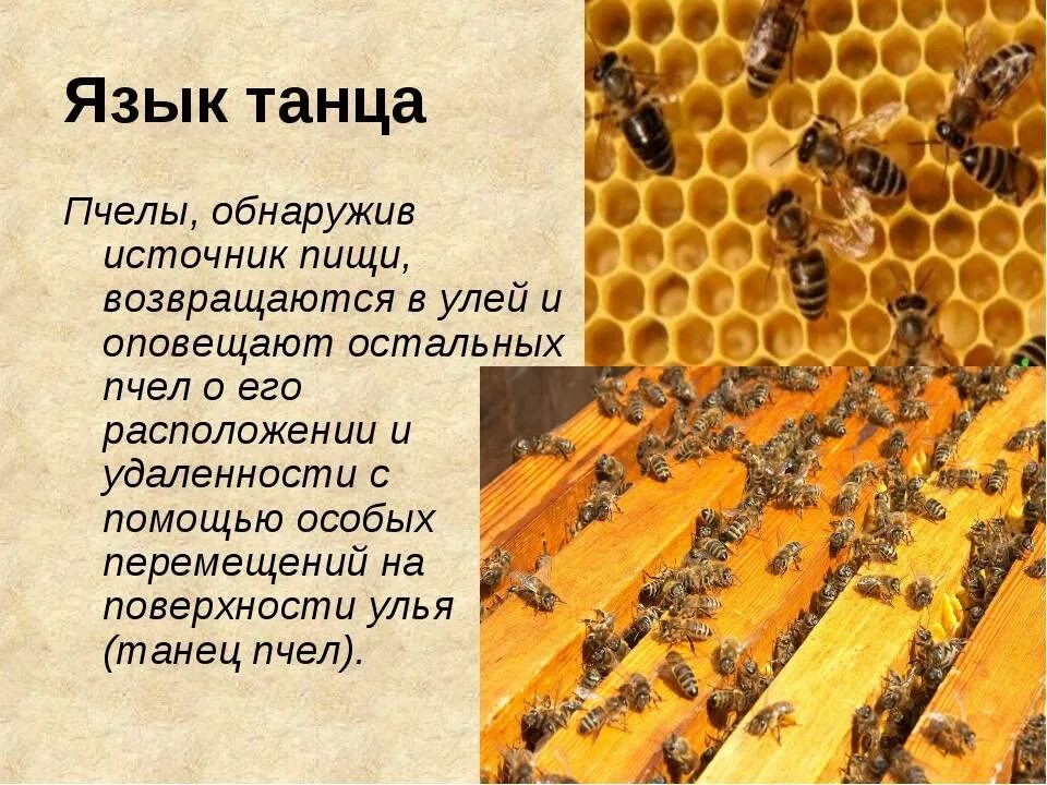 Исследование конечностей домашней пчелы какая биологическая наука. Инстинкты пчел. Язык пчел. Танец пчел. Коммуникация пчел.
