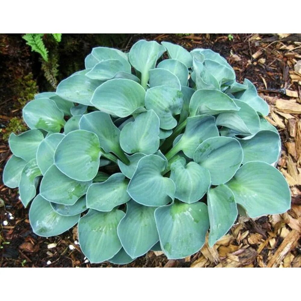 Хоста маус мышиные уши. Хоста ушки фото. Хоста hosta blue mouse ears. Хоста giantland sunny mouse ears. Хоста blue mouse ears.