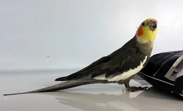 Корелла с зеленым хвостом. Карелла поёт и разговаривает. Как научить девочку кореллу разговаривать. Ли научить кореллу разговаривать. Корелла сидит.