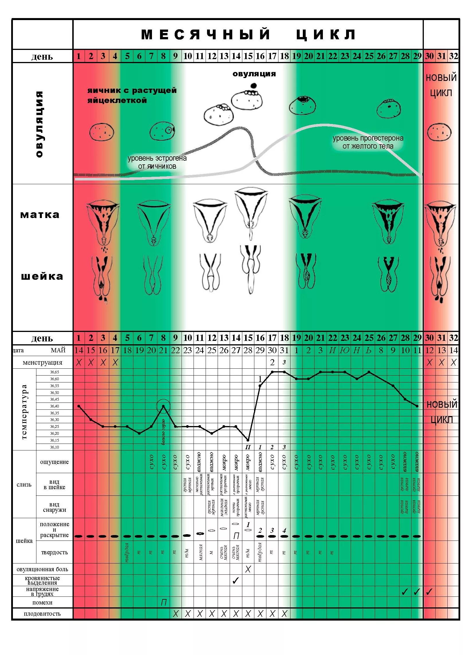 Календарь овуляции 2023. Календарь овуляции. Как рассчитать день овуляции. Календарный метод определения овуляции. Благоприятные дни для зачатия ребенка.