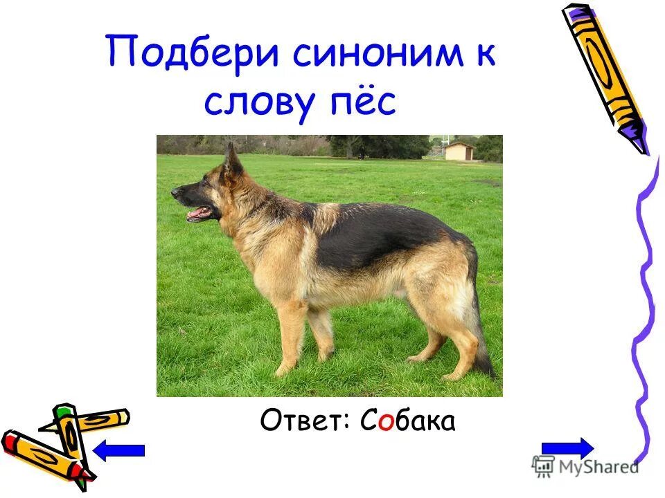 Что означает слово собака