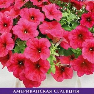 Изи вейв берри