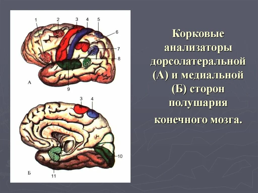 Корковые центры мозга. Корковый отдел кожного анализатора. Корковый центр двигательного анализатора. Корковые концы анализаторов головного мозга. Анализаторы конечного мозга.