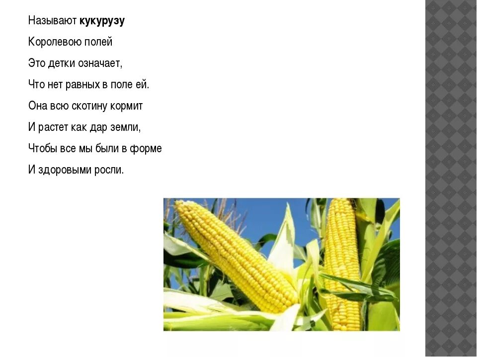 Труженики родной земли кубановедение 2. Загадка про кукурузу. Стих про кукурузу. Стих про кукурузу для детей. Стихотворение про кукурузу.