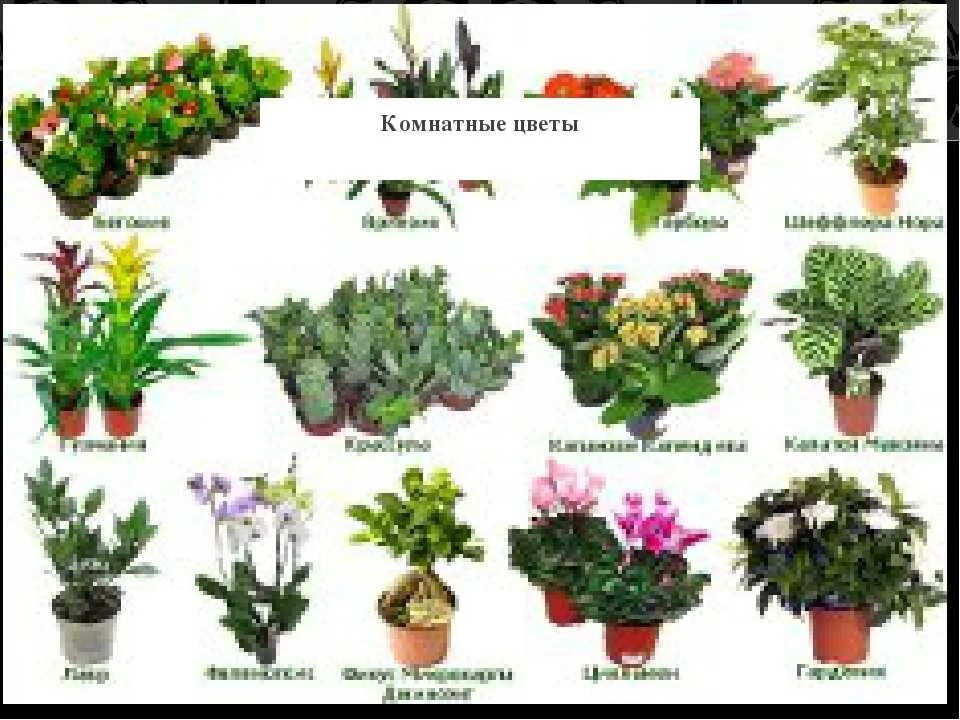 Комнатные цветы с названиями. Комнатные растения названия. Домашние растения названия. Название домашних цветов.