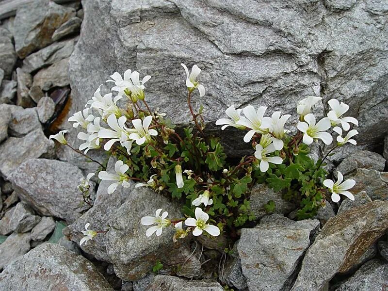 Камнеломка в какой природной зоне. Камнеломка Сибирская Saxifraga. Камнеломка дернистая. Полярная камнеломка. Камнеломка бурсера.