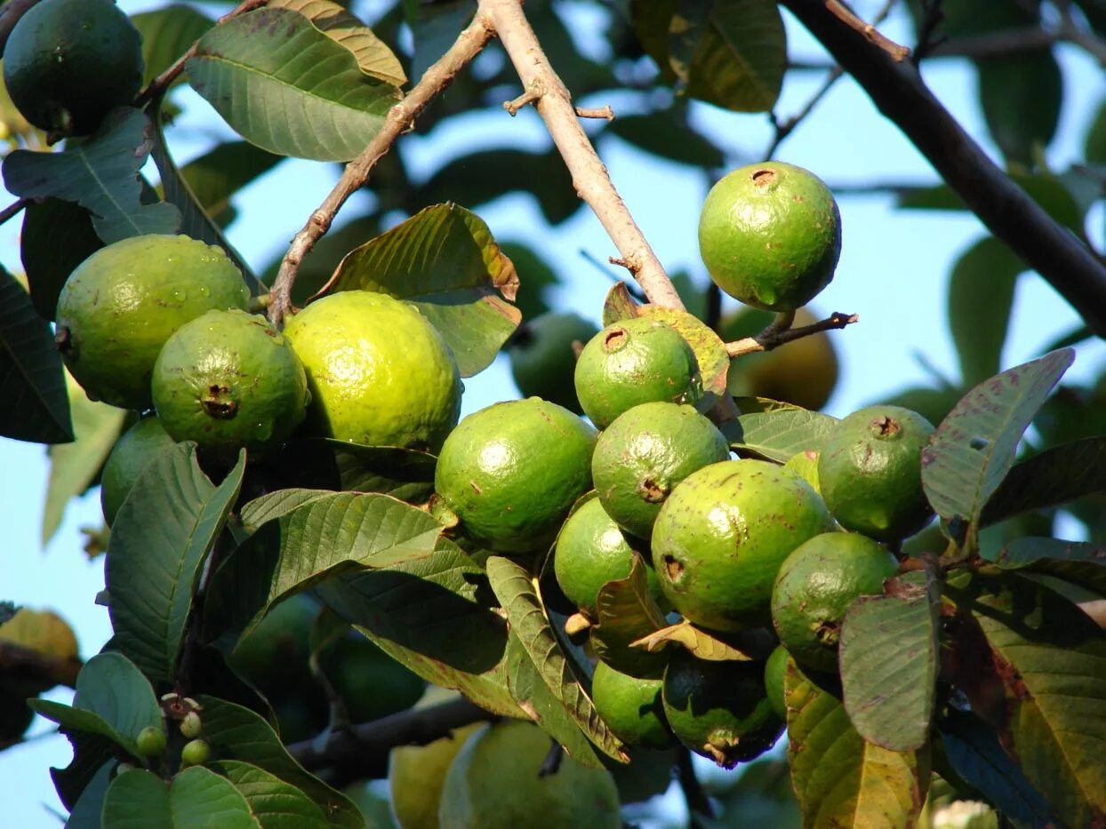 Гуава что это. Псидиум гуава. Гуайава Тропикана. Гуайава, гуава (Psidium guajava) дерево. Гуайава Тропикана растение.