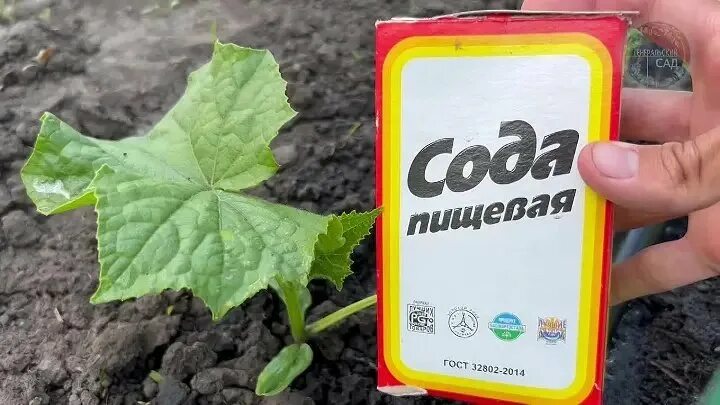 Содой полить огурцы. Сода под огурцы. Соду. Как. Сода под огурцы.