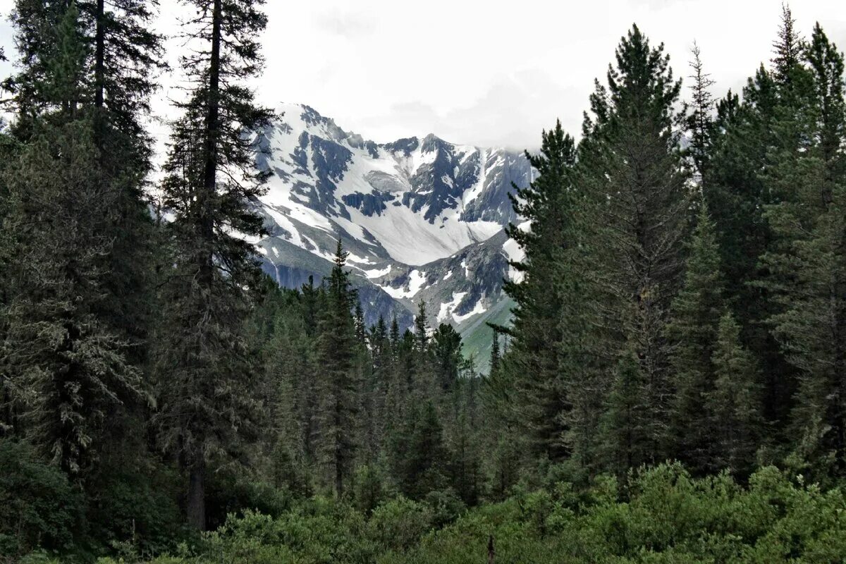 кедровая тайга алтай. таежный горный алтай. горный алтай тайга. таежный горный алтай. таежный лес алтай.