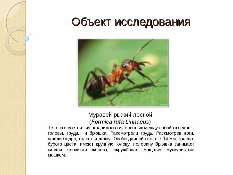 Лесной муравей тип развития. Муравей краткое описание. Жизнедеятельность муравьев. Рыжий Лесной муравей. Муравьи характеристика.