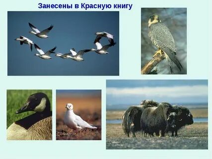 Какие животные тундры занесены в красную