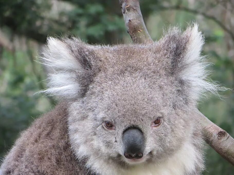Медведь живущий в австралии. Серый коала Дикие Австралии. Коала хвост. Хвост коалы фото. Giant Coala Австралия.