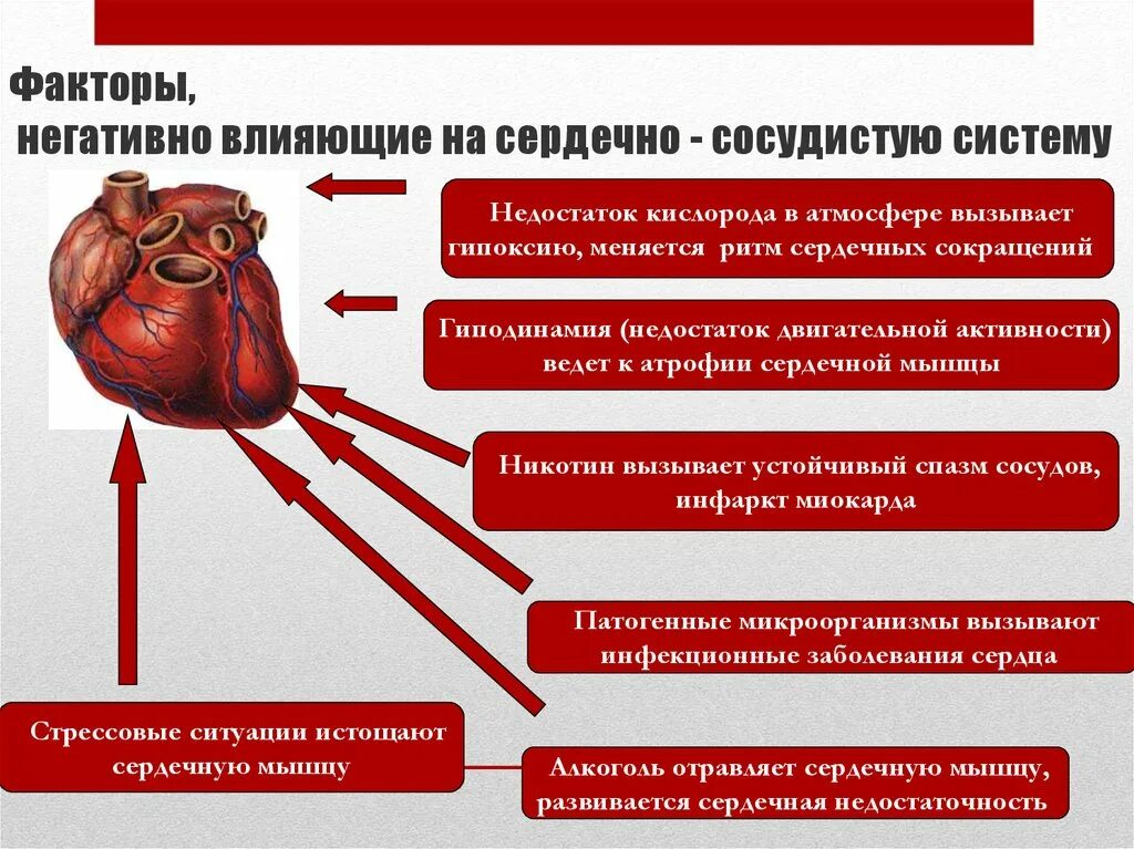 Факторы влияющие на сердечно сосудистую систему. Влияние на сердечно-сосудистую систему. Факторы негативно влияющие на ССС. Причины заболевания сердечно-сосудистой системы. Причины болезни кровообращения