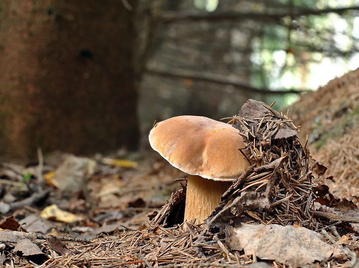 грибы в еловом лесу. грибы в еловом лесу. грибы в ельнике. грибы в еловом лесу. коллибия скученная.