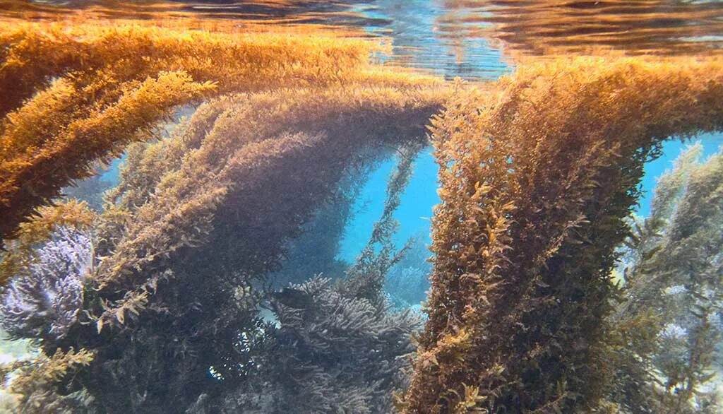 Водоросли запутались в. Саргассово море водоросли саргассум. Бурые водоросли саргассум. Саргасса бурая водоросль. Саргассово море бурые водоросли.