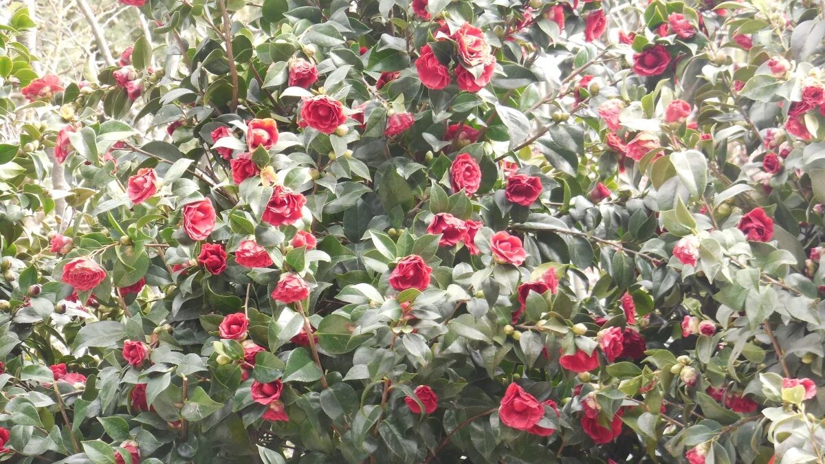 камелия посадка. камелия сасанква растение. камелия японская садовая. камелия садовая морозоустойчивая. камелия древовидная садовая.