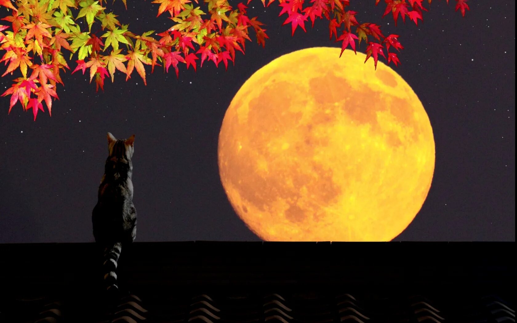 Осенняя Луна. Осенняя ночь. Спокойной ночи осень. Осень ночь. Осенней ночью светлой и тихой я возвращался