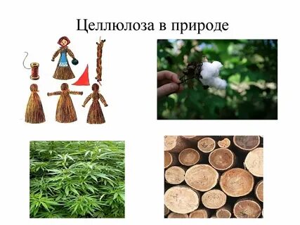 Нахождение в природе целлюлозы