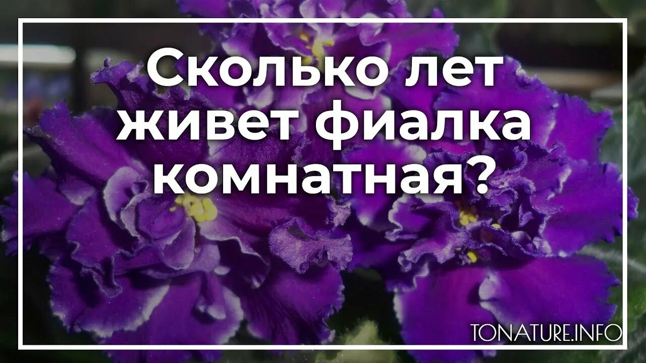 Фиалка комнатная приметы. Фиалка в доме приметы и суеверия. Цветы фиалки комнатные суеверия. Цветок фиалка приметы.