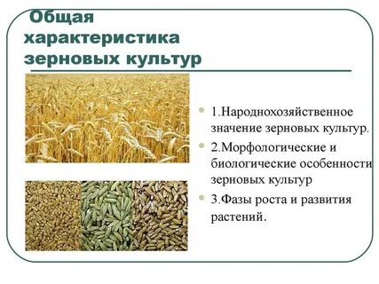 Значение зерновых групп