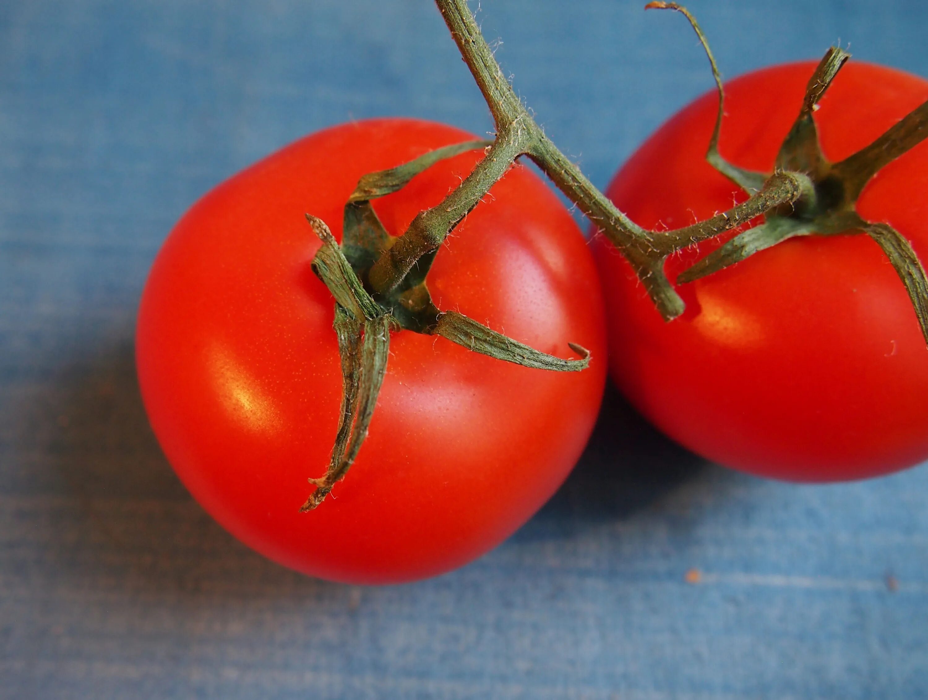 Томат Red Peach. Томат красный Лис. Томат червен градински. Сочный помидор. Tomato red