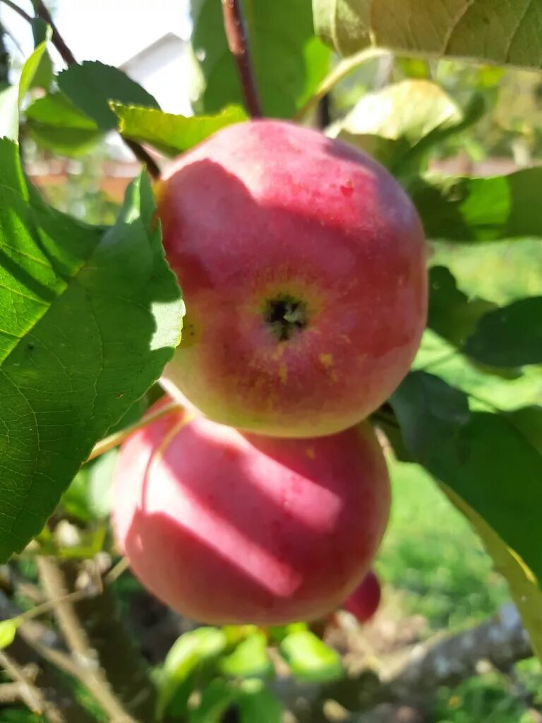 Яблоня альба. Яблоня аркадик. Яблоки антоновка. Сорт яблок новый урожай. Сорт яблок глостер.