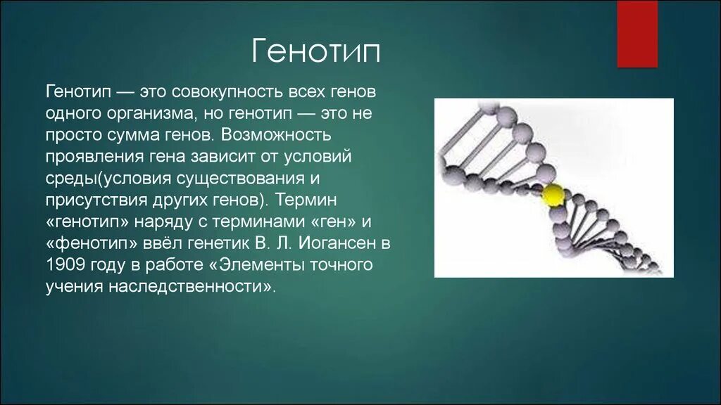 Генотип организма определяется. Генотип и фенотип. Сообщение генотип и здоровье человека. Генотип определение. Генотип и фенотип кратко.