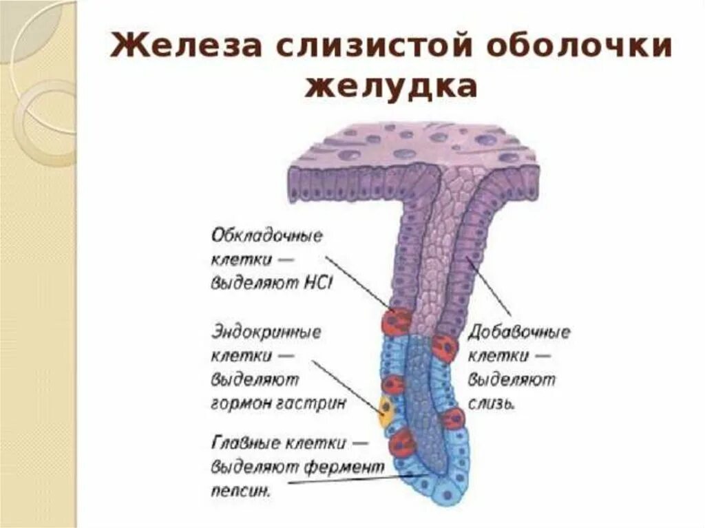 Главные клетки желудка вырабатывают. Добавочные клетки железы желудка. Добавочные клетки слизистой желудка вырабатывают. Главные обкладочные и добавочные клетки желудка. Клетки слизистой оболочки желудка секретируют.