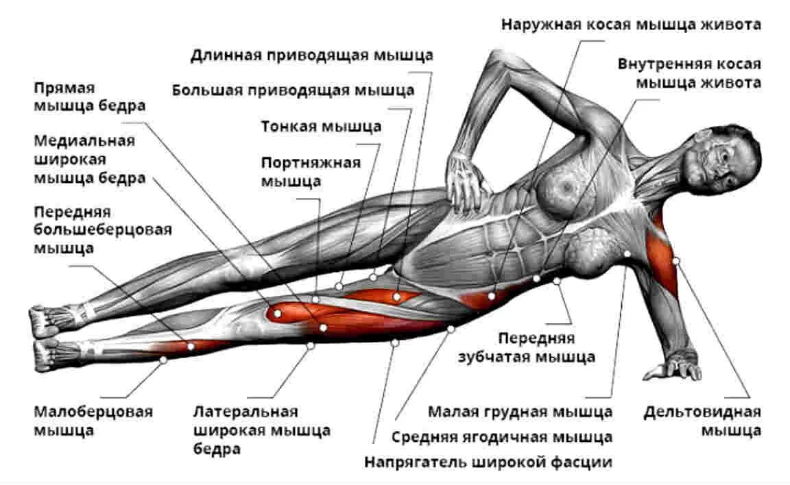 Боковая планка какие мышцы задействованы. Боковая планка какие мышцы. Упражнения для мышц живота. Упражнения на приводящие мышцы. Как расширить внутреннюю