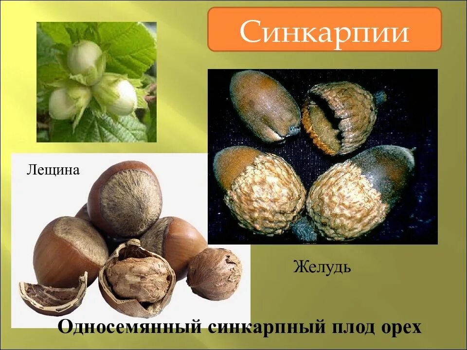 Орех какой тип плода. Желудь строение плода. орех (плод). название плода желудя. растения с плодом орех.
