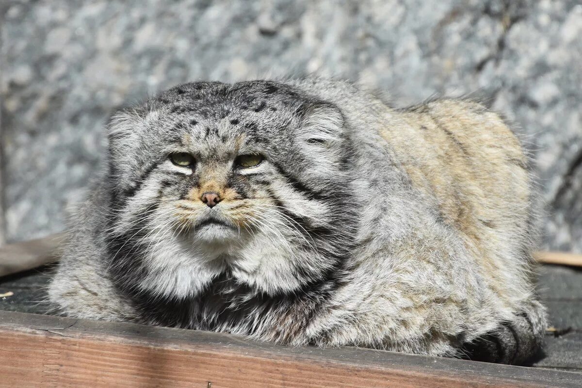 Кот Манул. Забайкальский кот Манул. Сибирский дикий кот Манул. Дикий Лесной кот Манул. Какая плотность шерсти сибирского манула