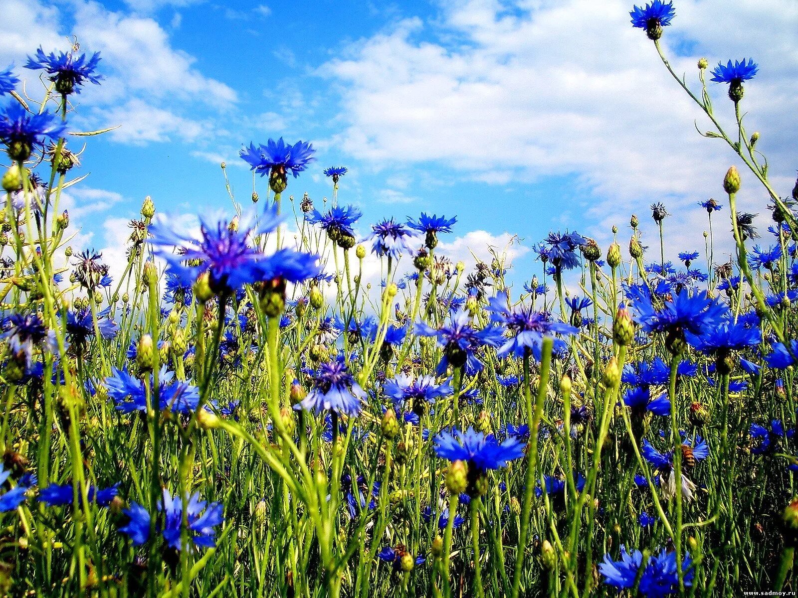 Время васильков. Васильковое поле. 6. Centaurea cyanus- Василёк синий. Василек ареал. Василек полевой цветок.