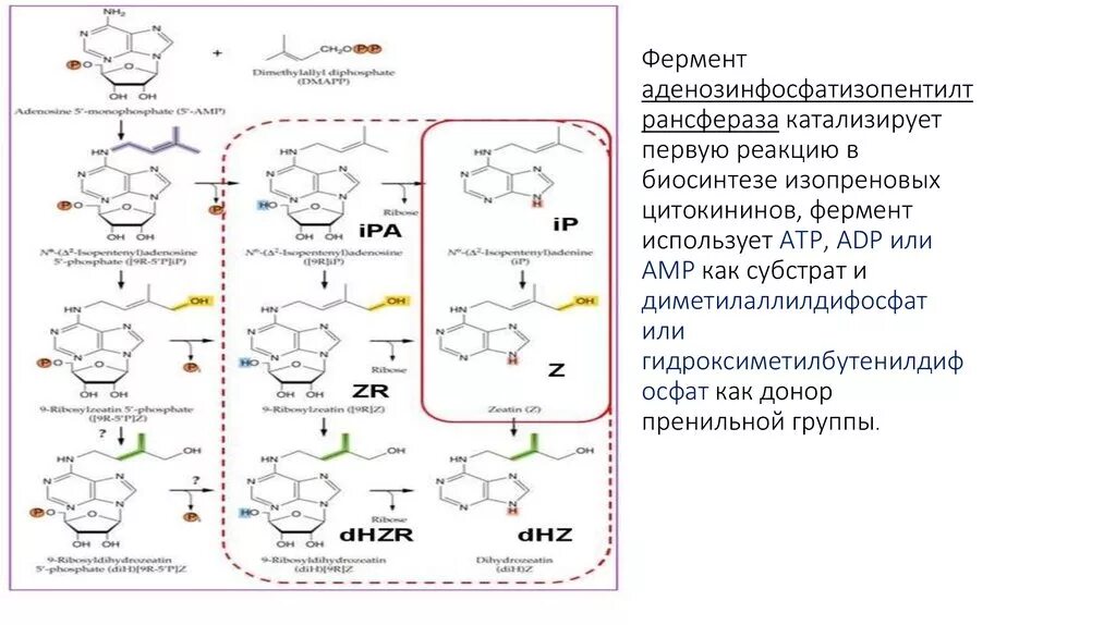 Биосинтез роль ферментов. Реакция катализируемая амилазой. Какую реакцию катализирует амилаза. Цитокинины Синтез. Биосинтез цитокининов.