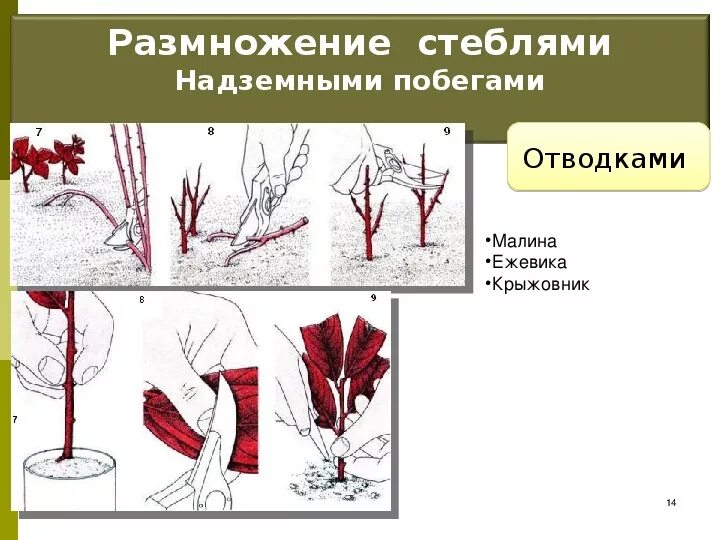 Какие способы размножения надземными побегами вы знаете. Размножение надземными побегами отводками. Размножение надземный побег черенками. Размножение стеблевыми п. Стеблевыми побегами размножаются.