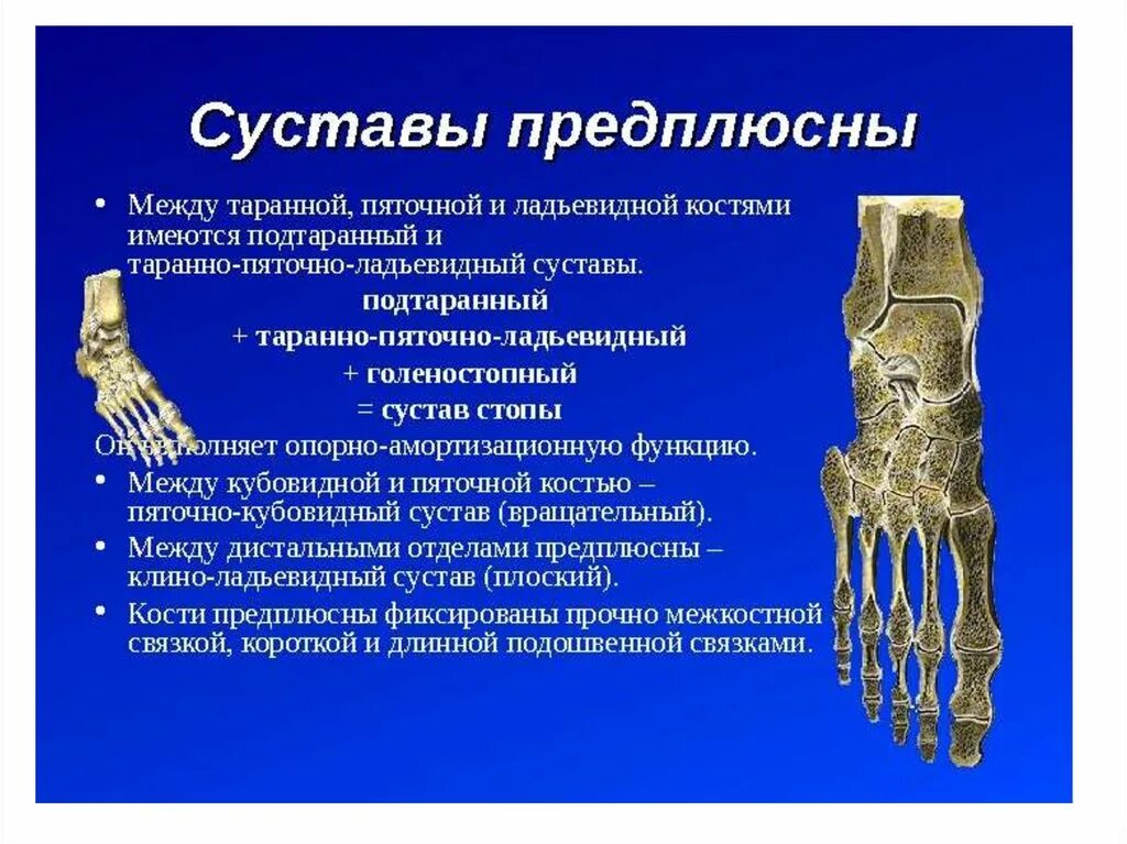 Какими костями образована вилочка. Подтаранный сустав (таранно-пяточный, таранно-пяточно-ладьевидный). Пяточно кубовидный сустав классификация. Таранная кость сустав. Суставы стопы анатомия подтаранный сустав.