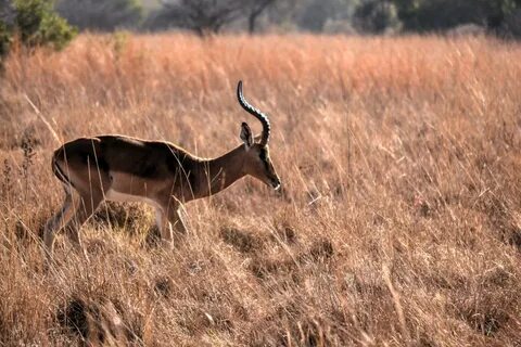 Wild life