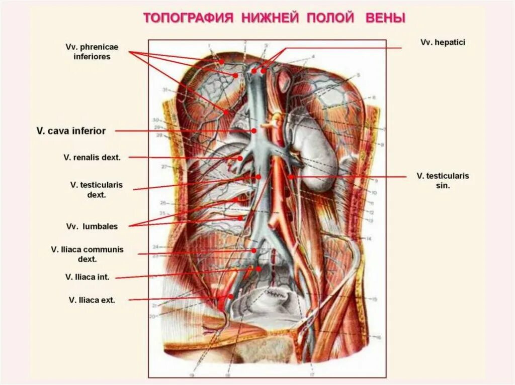 Нижняя полая Вена топография. Топография верхней полой вены. • Топография нижней полой вены и её притоков.. Образование в нижней полой Вене.