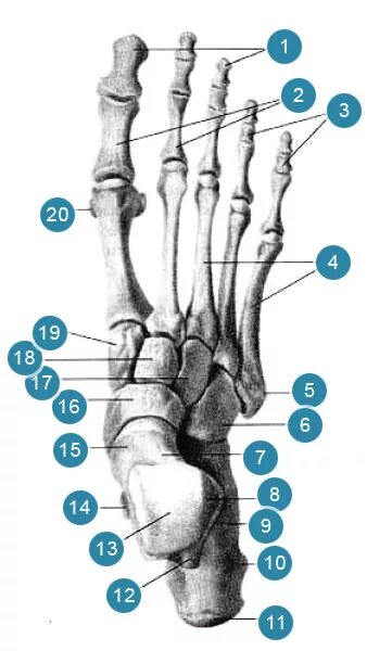 5 фаланга стопы. Дистальная фаланга мизинца ноги. Проксимальная фаланга 1 пальца стопы анатомия. Дистальная фаланга 5 пальца стопы. Анатомия ладьевидной кости стопы.