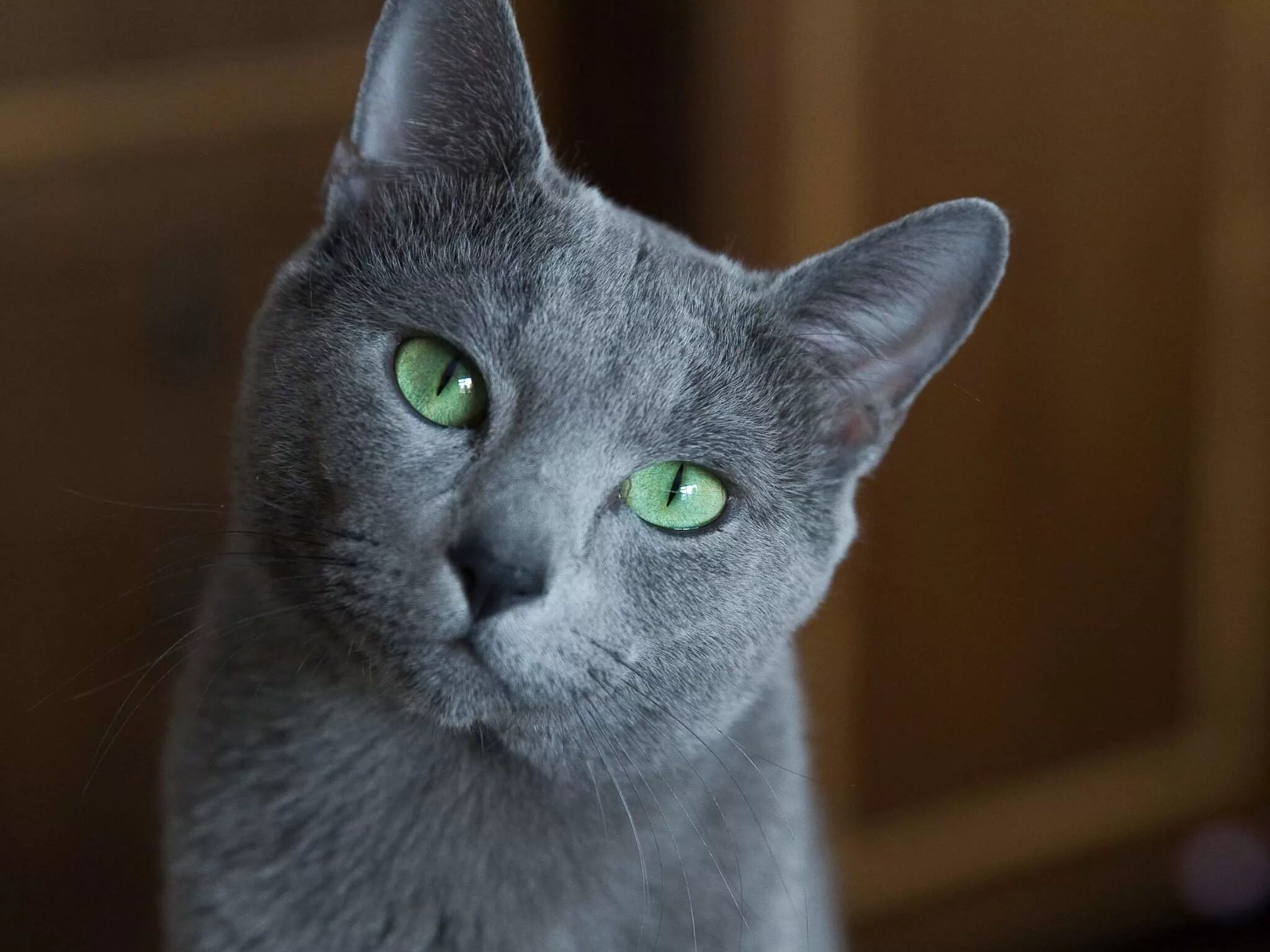 Серо голубой кот
