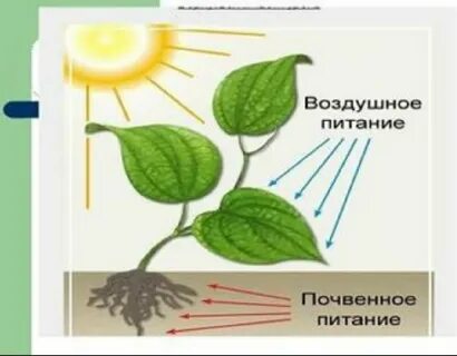 Модель дыхания и питания растений