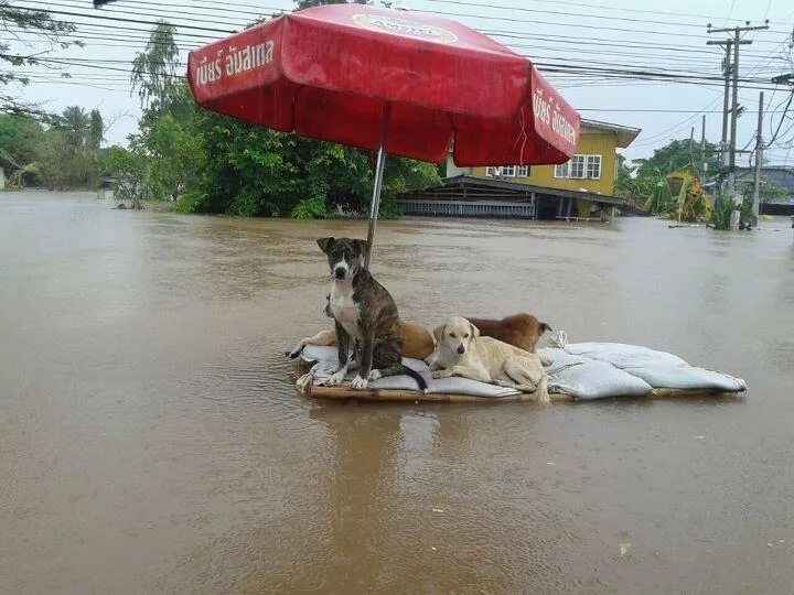 наводнение животные. наводнение животные. затопление животные. спасение животных в половодье. животные при потопе.
