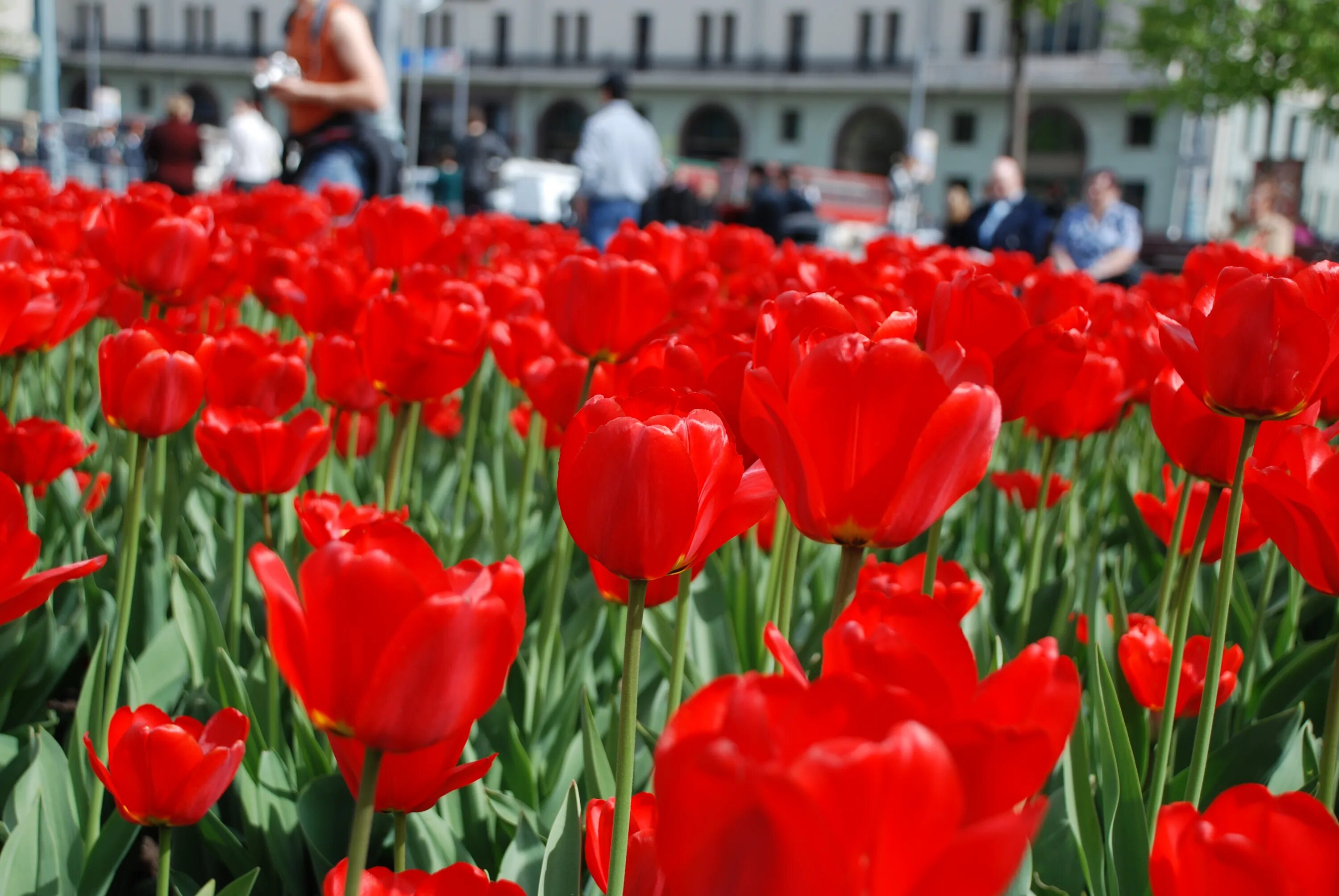 Красные тюльпаны. Тюльпаны в Москве. Московские тюльпаны. Цветущие тюльпаны в Москве. Фото с тюльпанами на улице