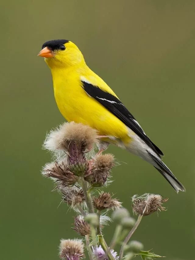 American Goldfinch птица. Американский Чиж. Американский Чиж птица. Желтенькая птичка Чиж. Птица с желтым оперением